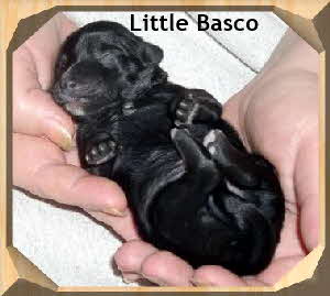 Little Basco in Rückenlage