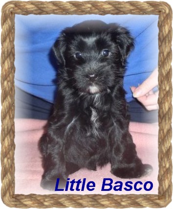 little basco-angebot-1