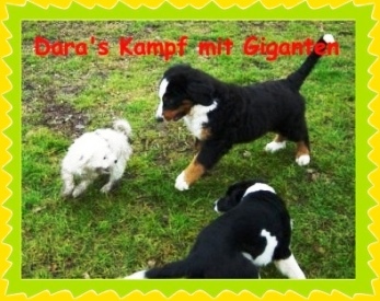 welpenspielstunde_1